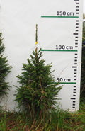 Egle 5J13, garums 1.25m