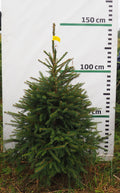 Egle 5J9, garums 1.25m