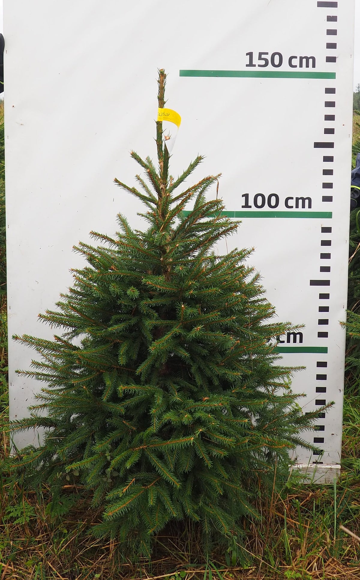 Egle 5J9, garums 1.25m