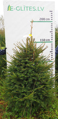 Egle 5K45, garums 1.75m