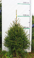 Egle 5K47, garums 1.50m