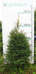 Egle 5K48, garums 1.75m