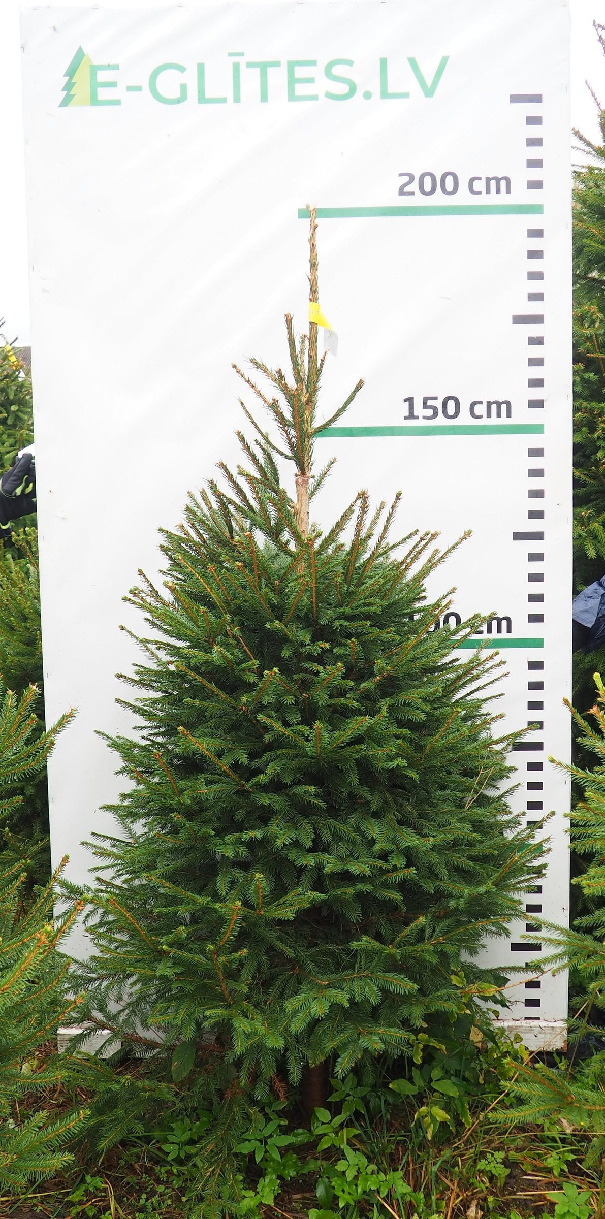 Egle 5K48, garums 1.75m