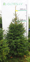 Egle 5K51, garums 2.00m