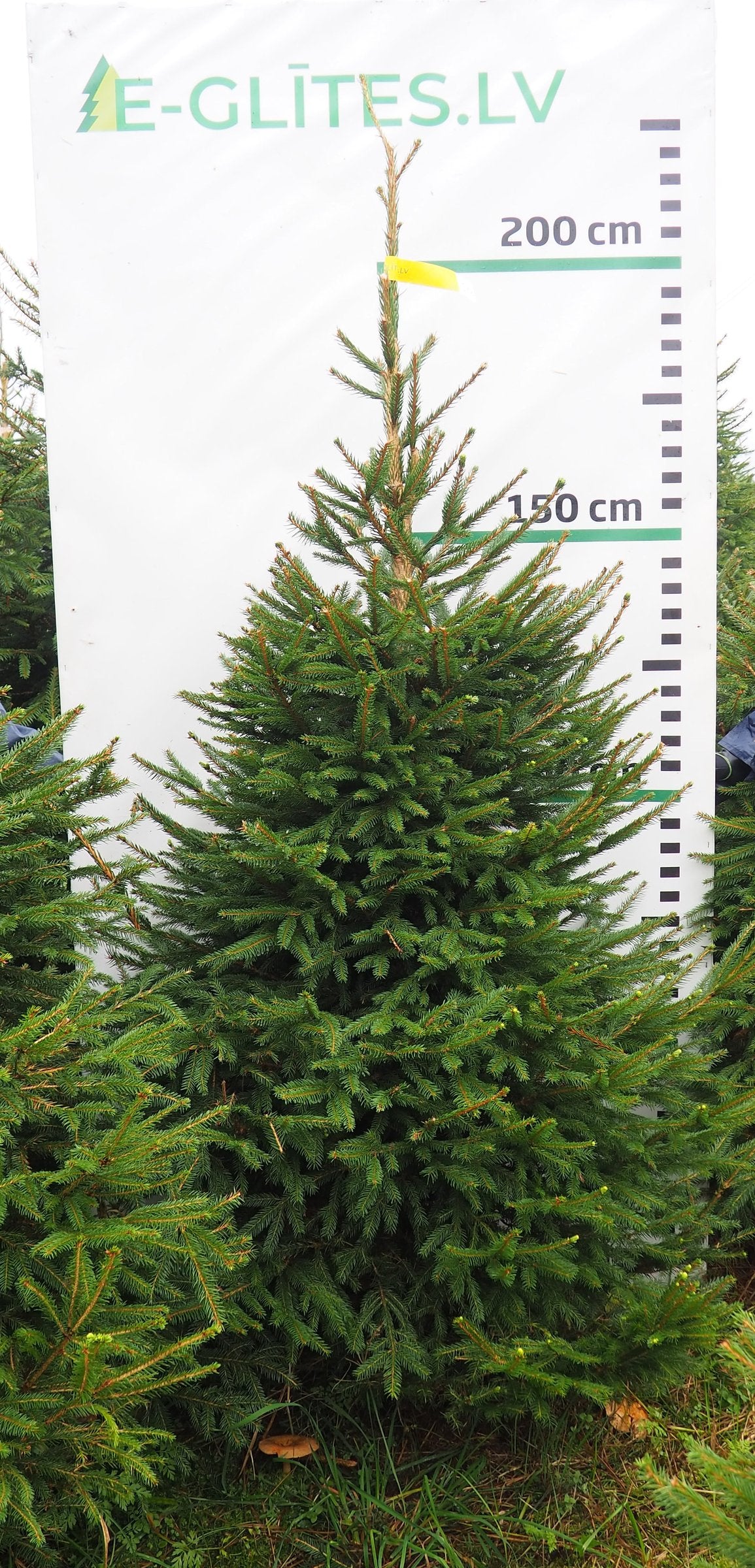 Egle 5K51, garums 2.00m
