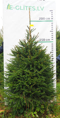 Egle 5K53, garums 2.00m