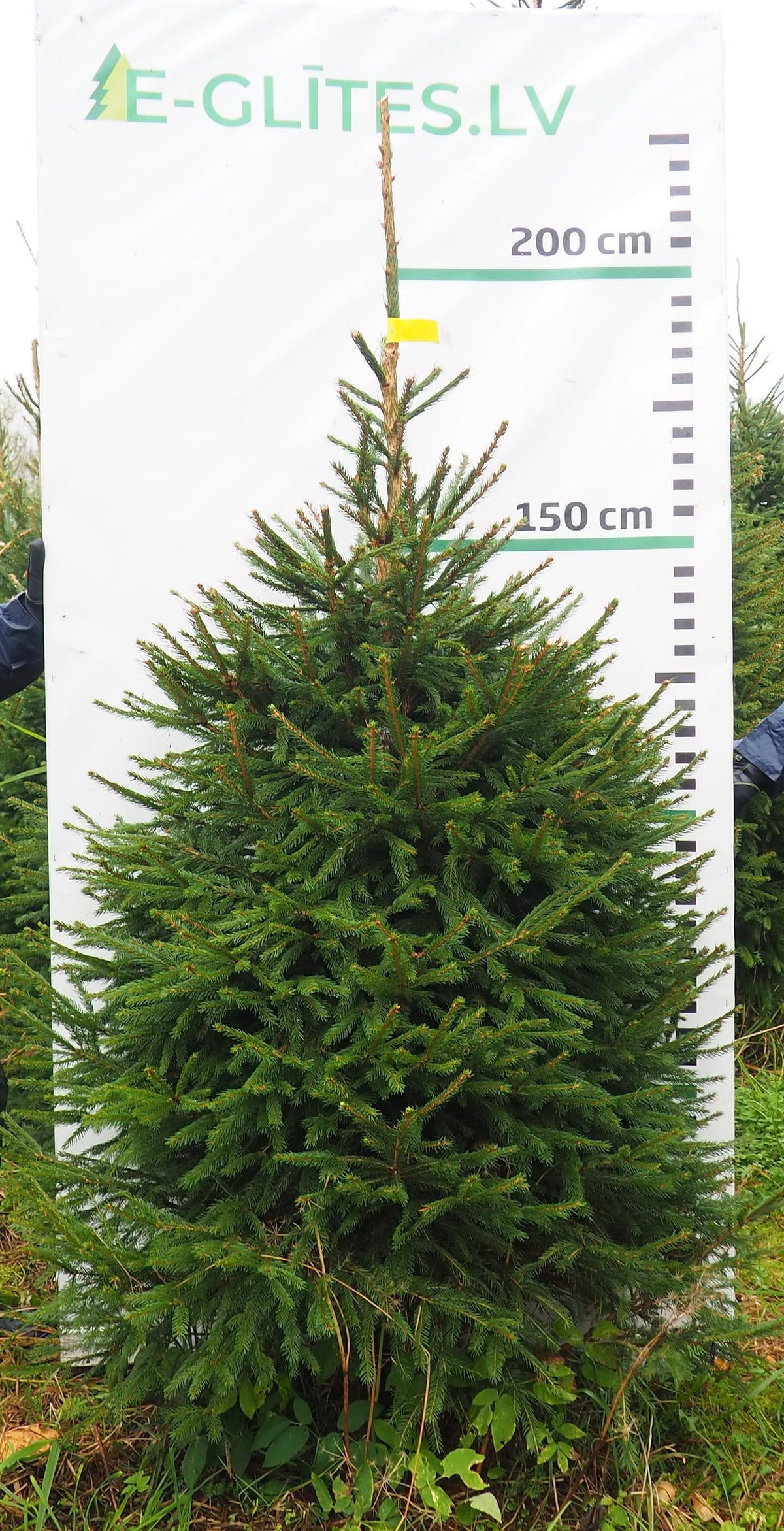Egle 5K53, garums 2.00m