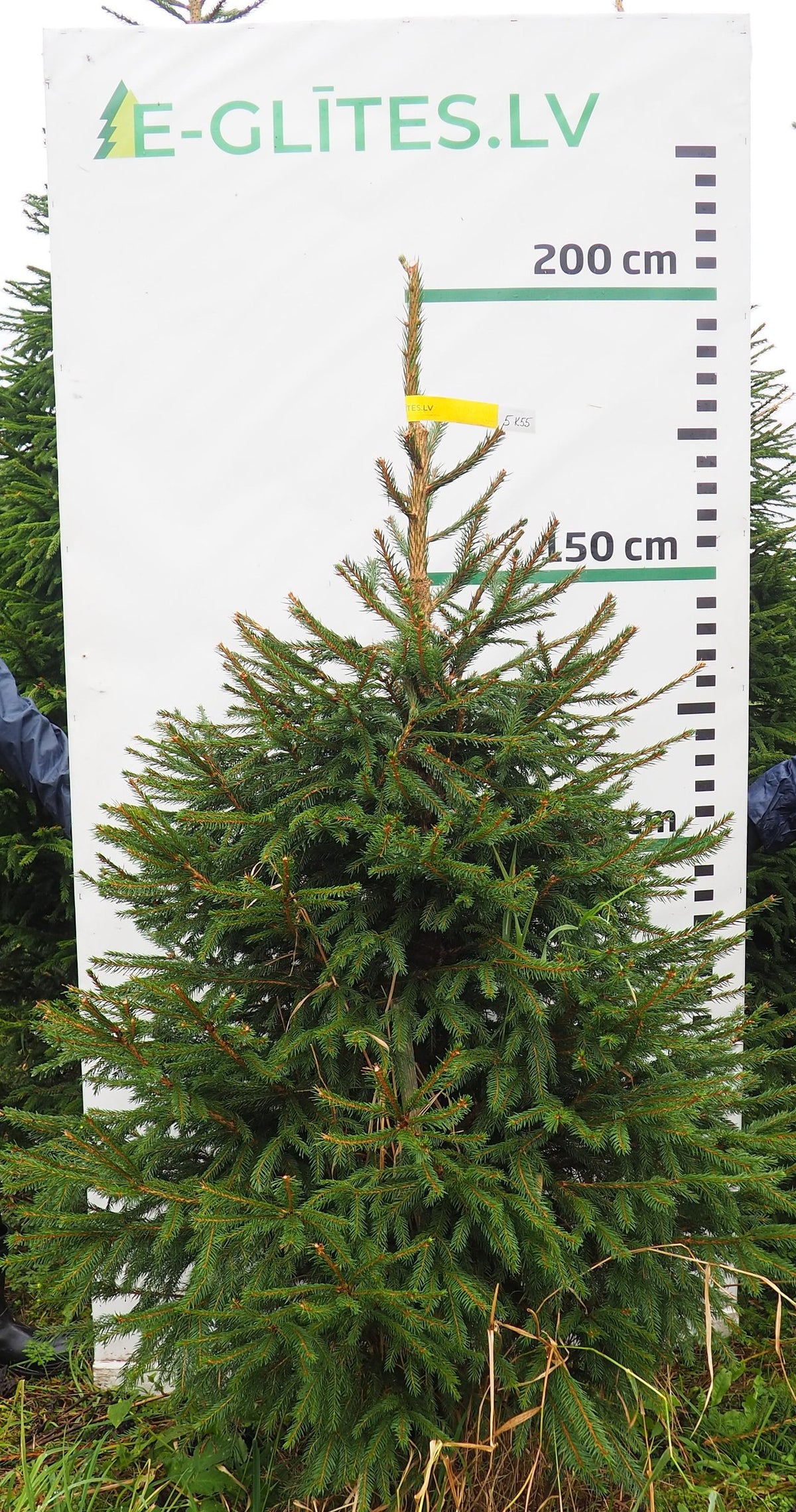 Egle 5K55, garums 1.75m