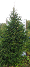 Egle 5L21, garums 3.50m