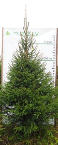 Egle 5L22, garums 3.00m
