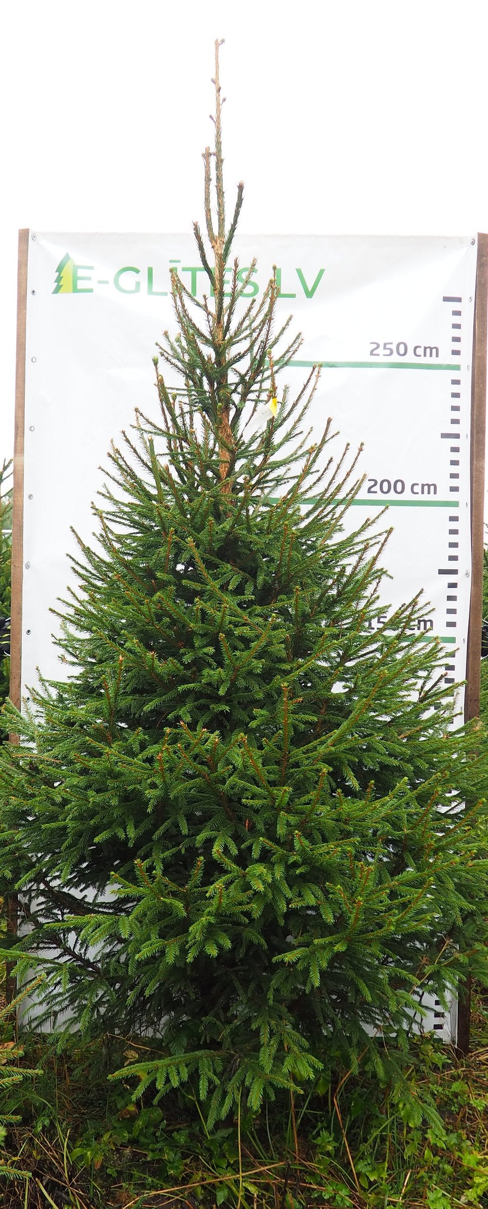 Egle 5L22, garums 3.00m