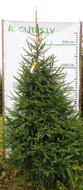 Egle 5L24, garums 2.75m