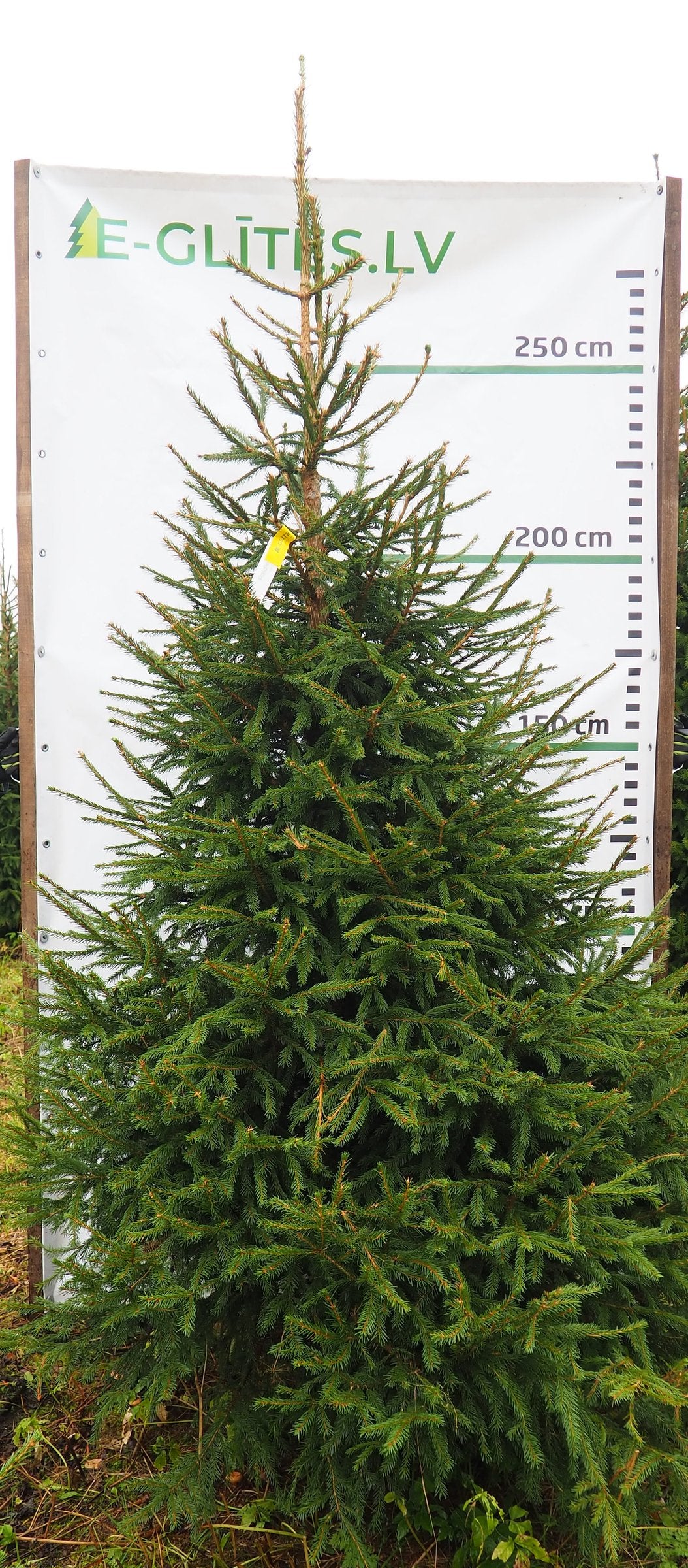Egle 5L24, garums 2.75m