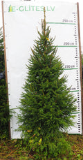 Egle 5L27, garums 2.50m