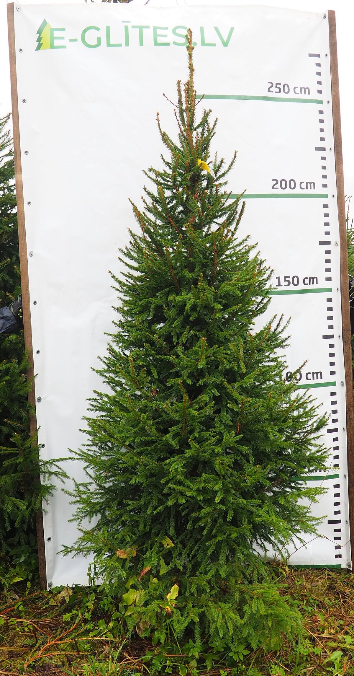Egle 5L27, garums 2.50m