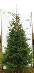 Egle 5L28, garums 3.00m