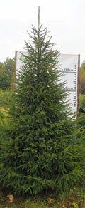 Egle 5L29, garums 3.50m