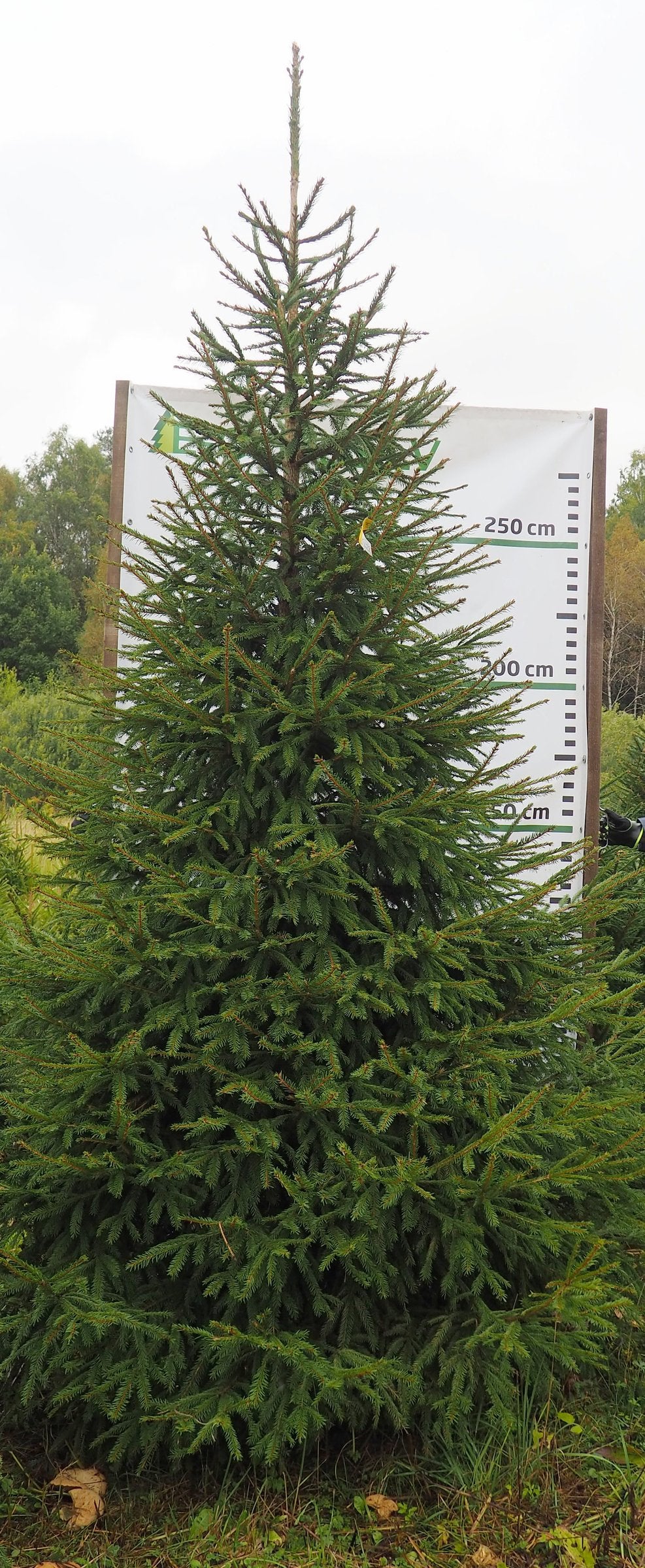 Egle 5L29, garums 3.50m