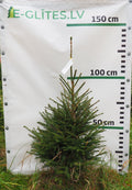 Egle 5T17, garums 1.25m