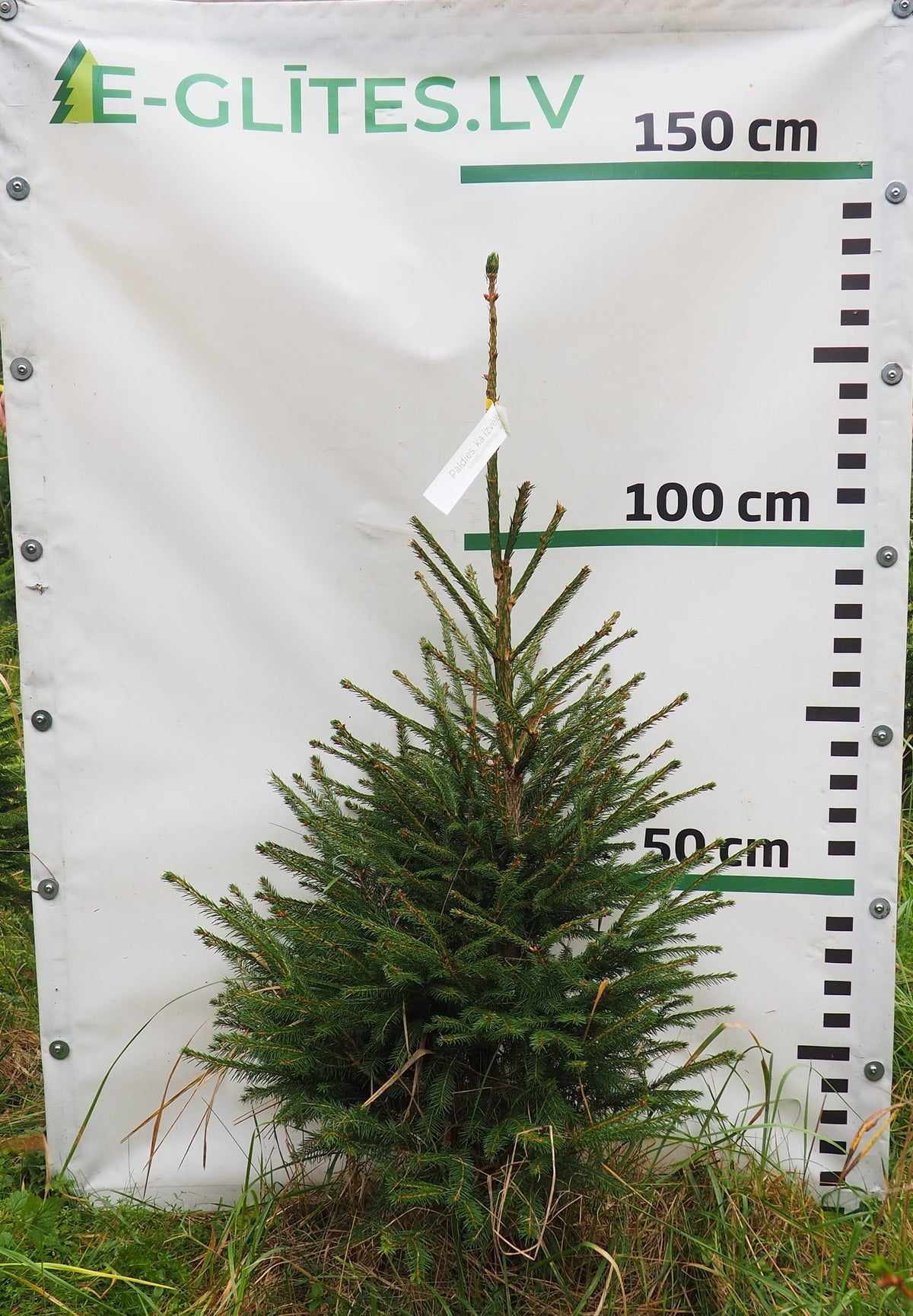 Egle 5T17, garums 1.25m