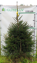 Egle 5T18, garums 1.75m