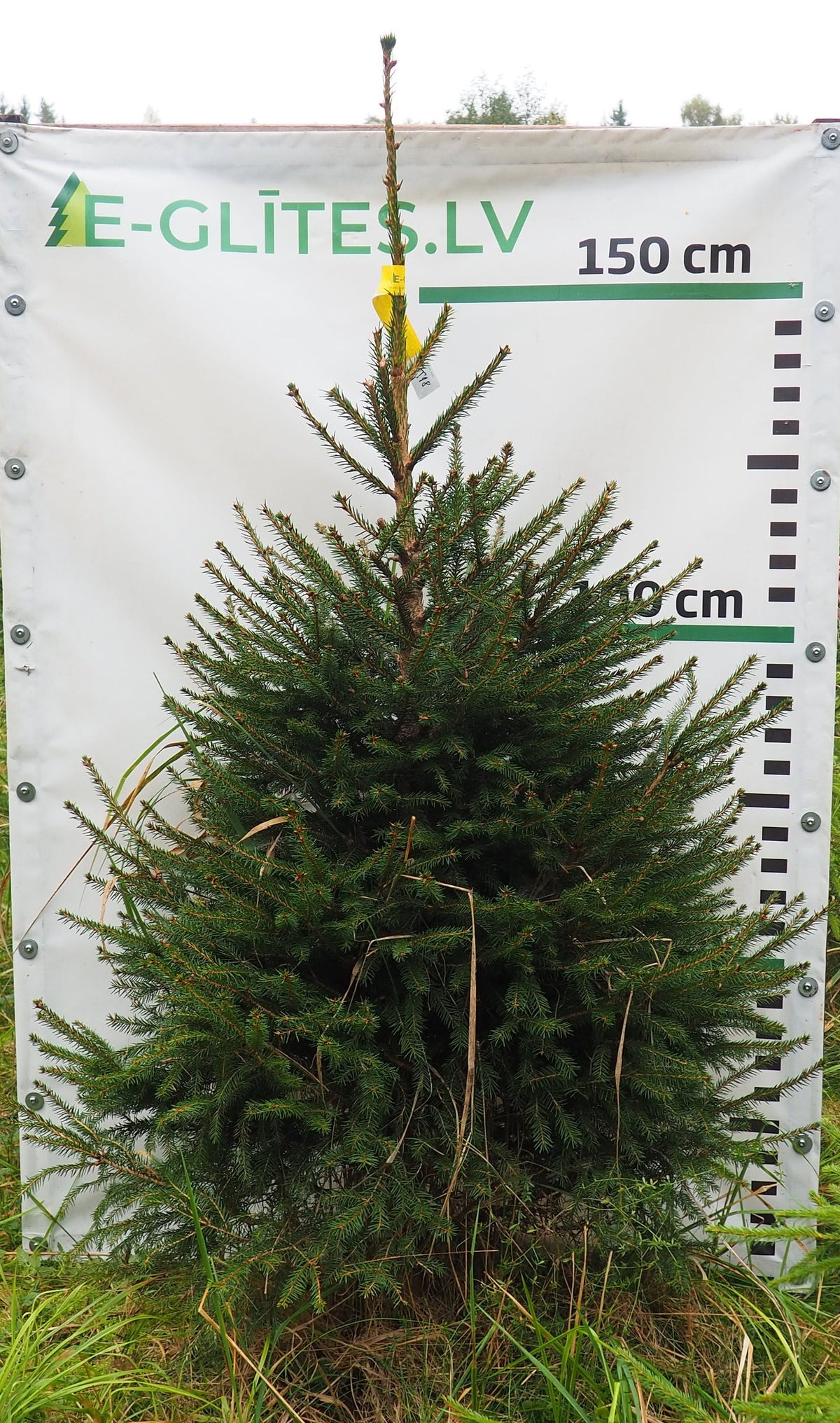 Egle 5T18, garums 1.75m