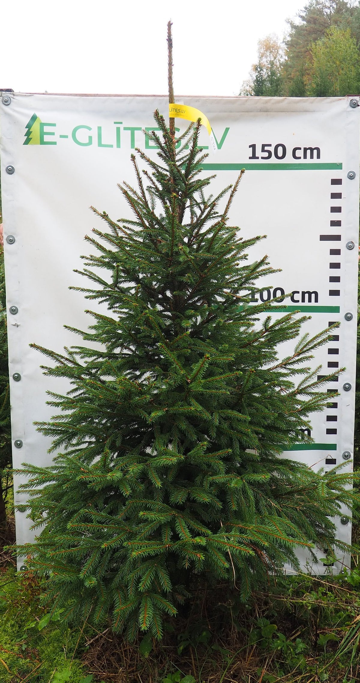 Egle 5T21, garums 1.75m