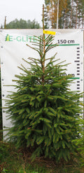 Egle 5T23, garums 2.00m