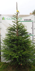 Egle 5T25, garums 2.00m