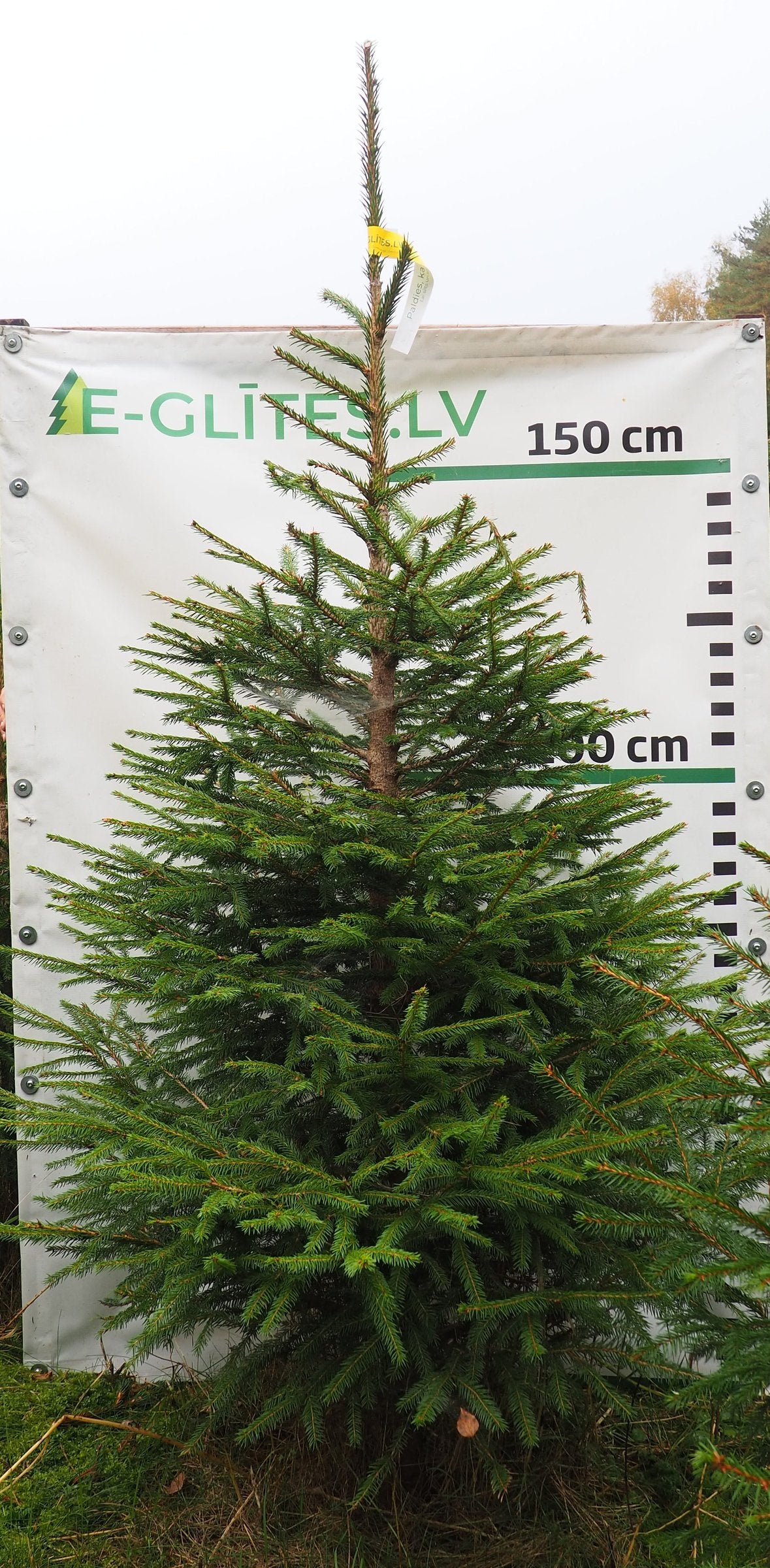 Egle 5T25, garums 2.00m