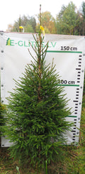 Egle 5T27, garums 2.00m