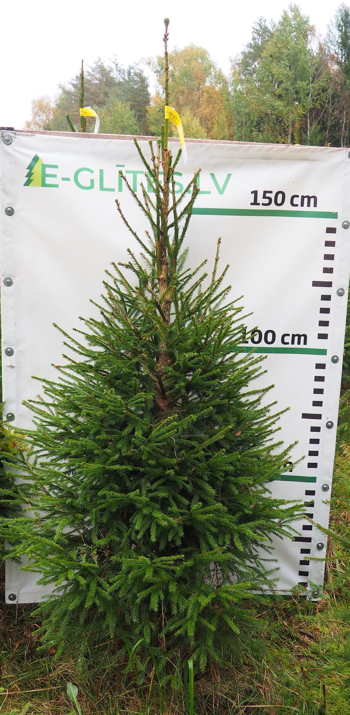 Egle 5T27, garums 2.00m