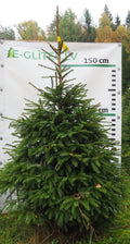 Egle 5T28, garums 2.00m