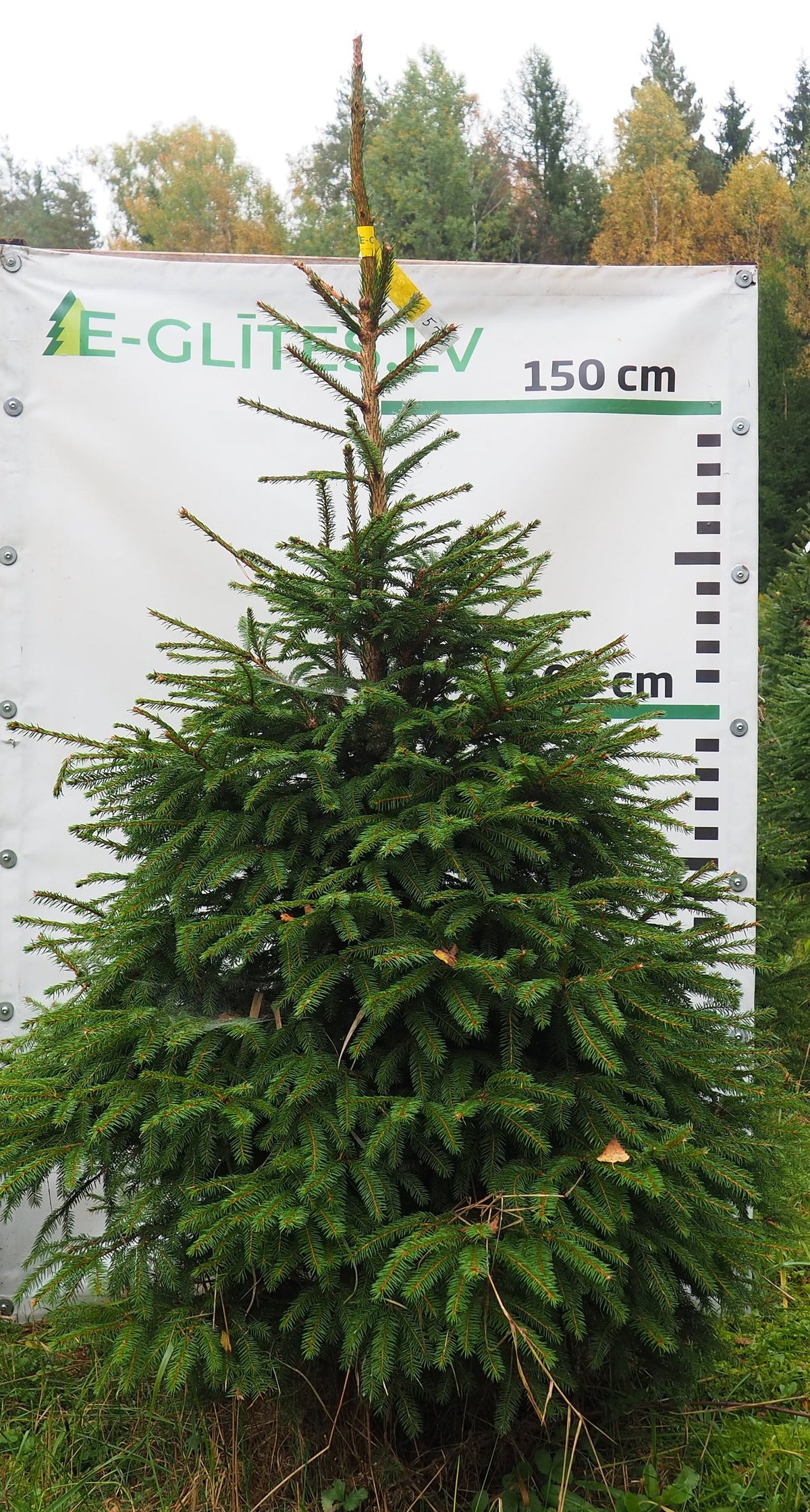 Egle 5T28, garums 2.00m