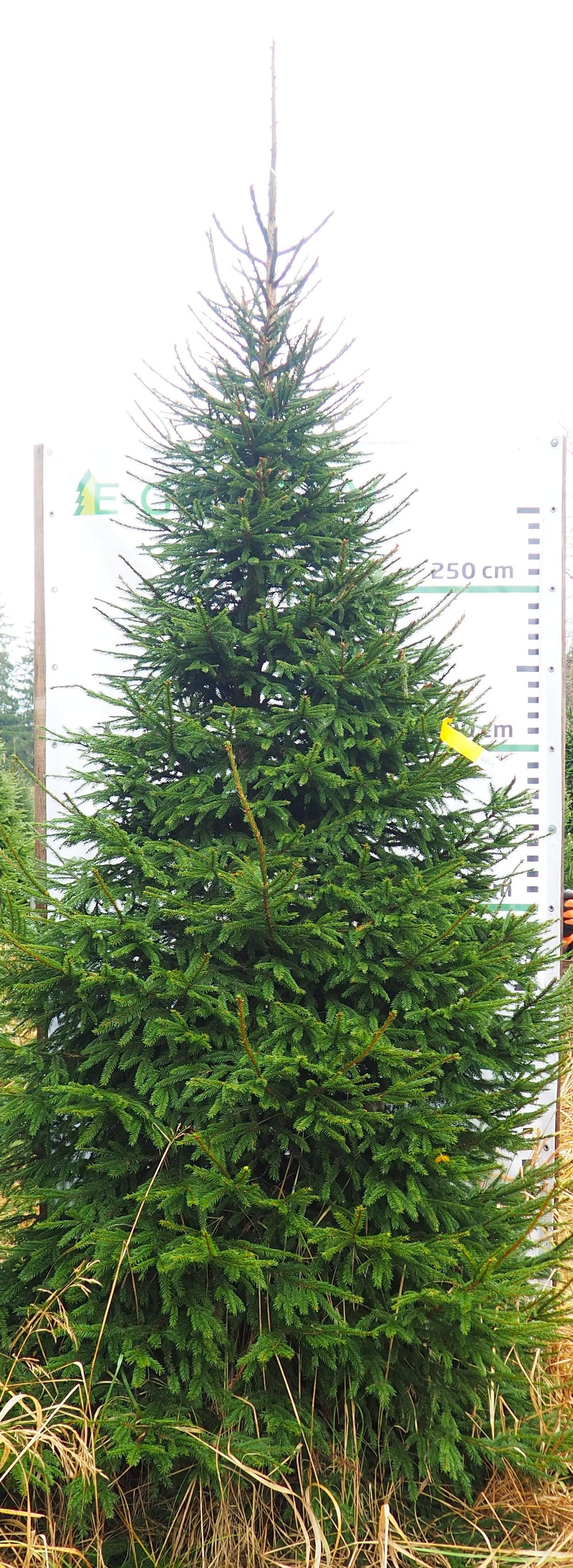 Egle 6D15