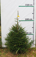 Egle 6H13, garums 1.25m