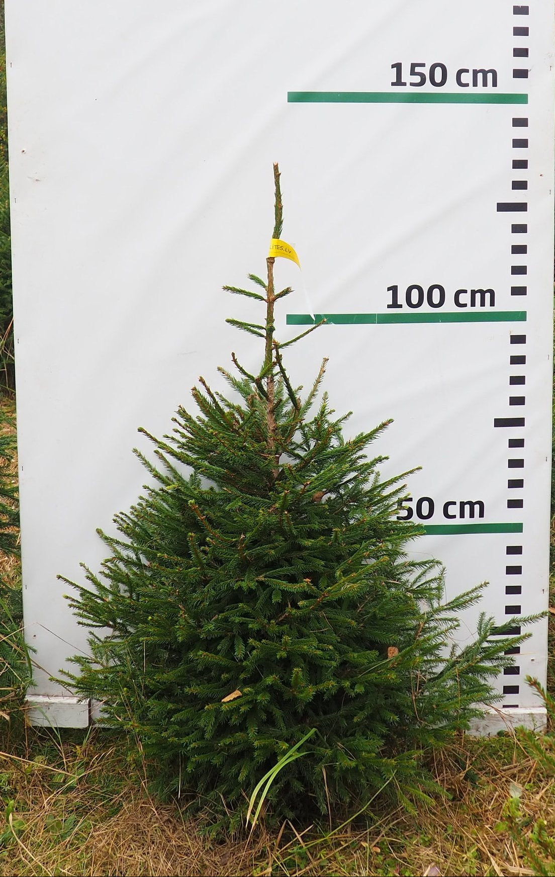 Egle 6H13, garums 1.25m