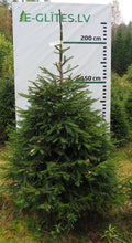 Egle 6H14, garums 2.25m