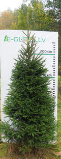 Egle 6H9, garums 2.75m