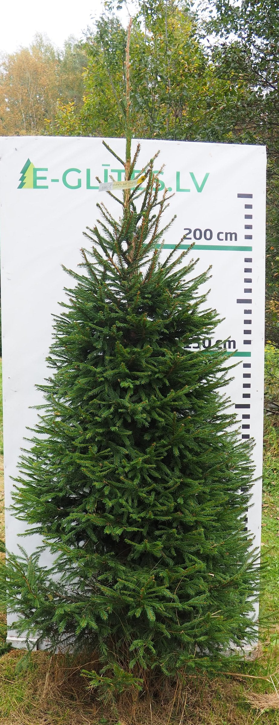 Egle 6H9, garums 2.75m