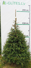Egle 6HB19, garums 1.75m