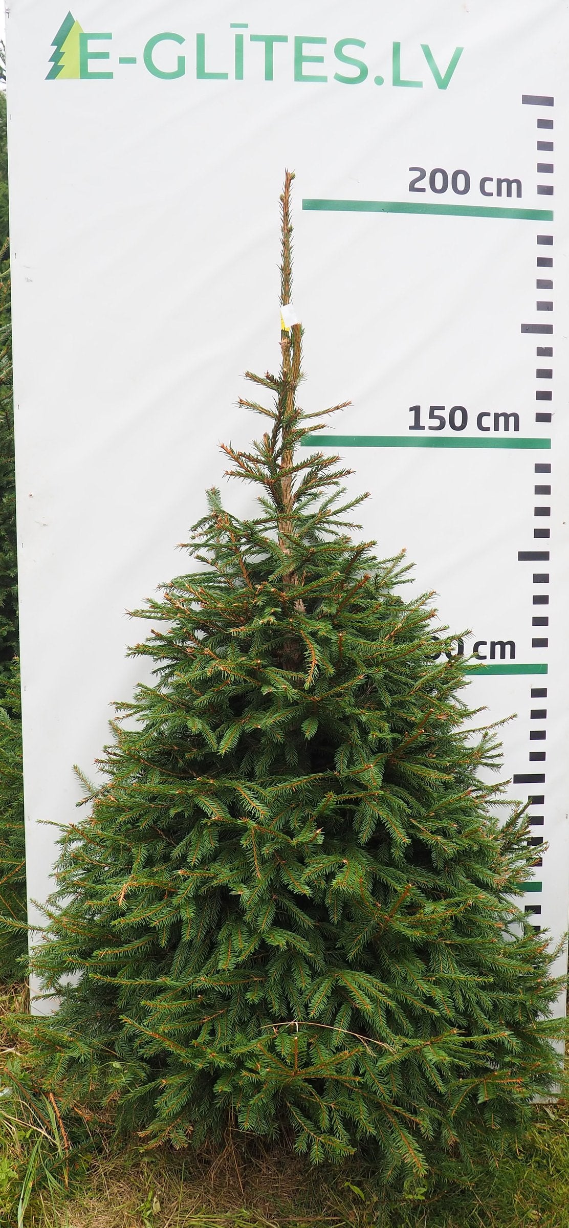Egle 6HB19, garums 1.75m