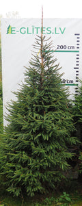 Egle 6HB22, garums 2.50m