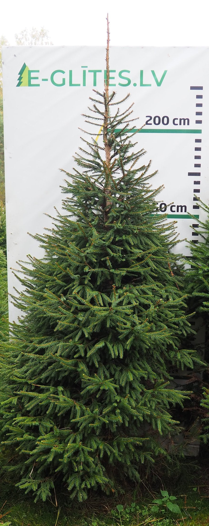 Egle 6HB22, garums 2.50m