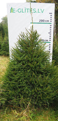 Egle 6HB23, garums 2.25m