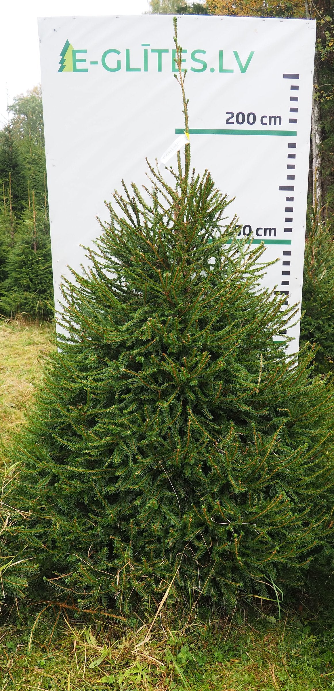 Egle 6HB23, garums 2.25m