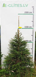 Egle 6J14, garums 1.75m