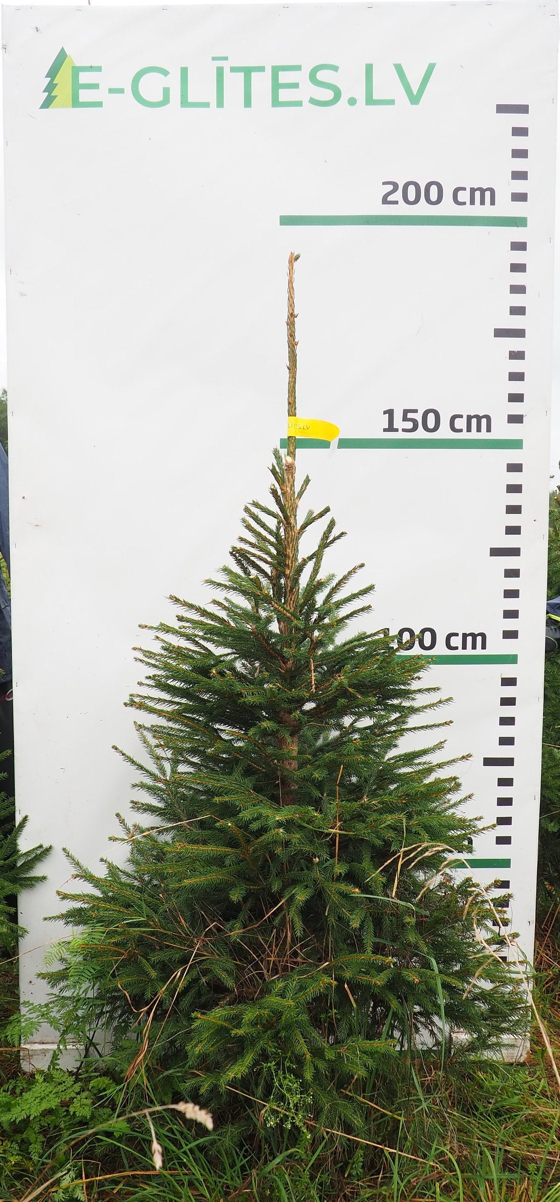 Egle 6J14, garums 1.75m