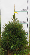 Egle 6J15, garums 1.50m
