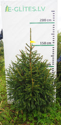 Egle 6K44, garums 1.75m